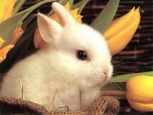 イースターとウサギの関係性