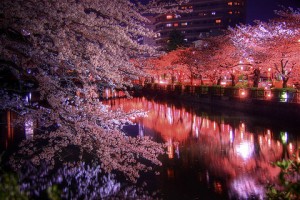 夜桜 デート