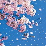 桜が散る時期はいつ頃？開花から何日くらいもつのか？