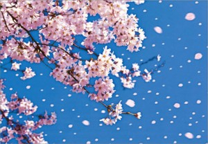 桜が散る時期
