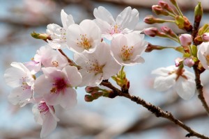 桜　開花から何日　持つ