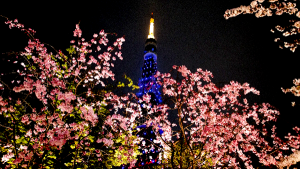 夜桜　花見　持ち物