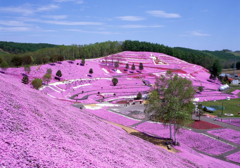 東藻琴芝桜公園の入園料や駐車場、所要時間などまとめ！ お役立ちなんでも情報局