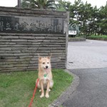 辻堂海浜公園は犬や猫の里親会やカフェなどがある？