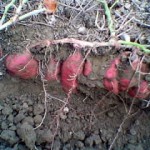 芋掘りの芋の泥や土は洗うべき？ついたままでも大丈夫？