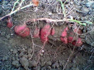 芋掘りの芋についた泥や土は洗うべき？