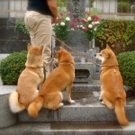 墓参りに犬を連れていくのはあり？ペットはどうすべき？