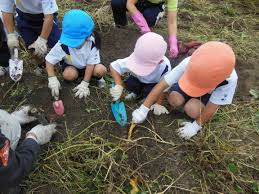 芋掘り　幼稚園