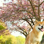 桜を犬や猫が食べるのは危険？毒性はあるのか？