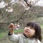 桜の枝を折ると法律的に罪に問われる？