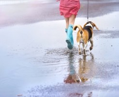 雨の日 犬の散歩 トイレ