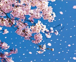 桜が散る時期