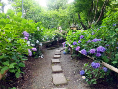 紫陽花を植える場所は 寿命はどれくらいもつ お役立ちなんでも情報局 紫陽花を植える場所は 寿命はどれくらいもつ お役立ちなんでも情報局
