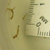 ボウフラ　孵化日数　時間