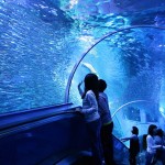 八景島シーパラダイスの水族館の滞在時間の目安やショーの時間は？