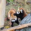 レッサーパンダ 触れる 動物園