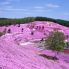 東藻琴芝桜公園 入園料 駐車場