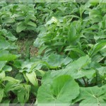 山菜採りで毒草を誤食する可能性は？