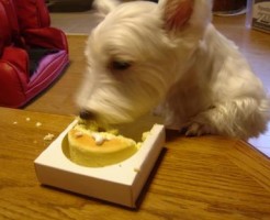 犬　ケーキ　食べる