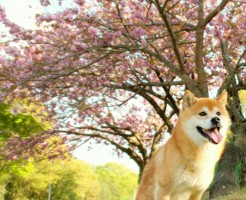 犬 猫 桜 食べる 危険