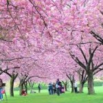 桜は満開から散るまで何日くらい？