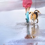 雨の日に犬の散歩やトイレはどうすべき？場所はどこ？