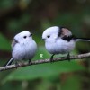 シマエナガ 夏 過ごし方 どこ